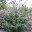 1000 Graines d'arbre aux Papillons - buddleja - arbuste jardin - semences paysannes-1