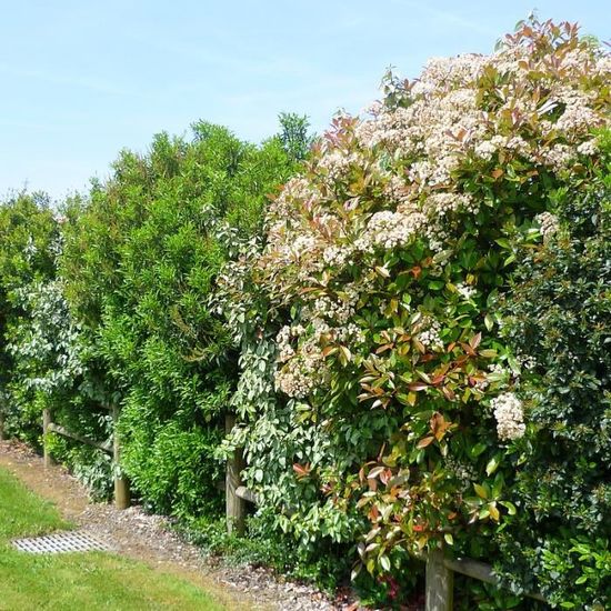 Ceanothus Thyrsiflorus Skylark Ceanothe Persistante Bleu