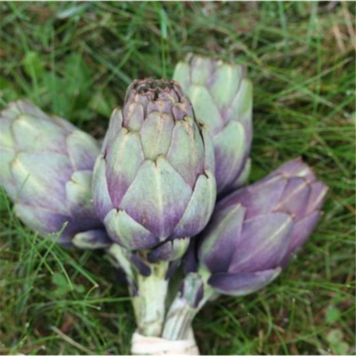 Artichaud violet de provence non traité (20 gra…
