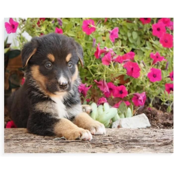 ZHXXFD Diamond Painting Strass Cristal Chien Border Collie,Broderie Diamant Kit Complet Animaux 30X40 Kit De Peinture Diamant 5D Diy Broderie De