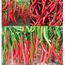 Légumes Hot Chilli Pepper 7 Pot Jaune 100 graines très chaud en vrac