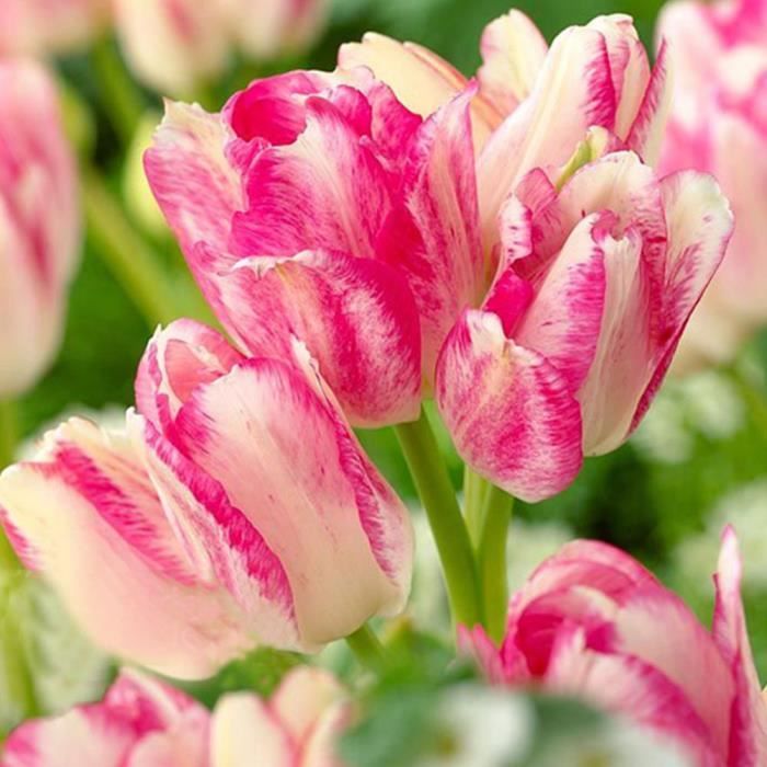 100pcs variété tulipe graines belle fleur floral maison jardin plante  décoration 3pcs ampoules de tulipe rose et blanc - Cdiscount Maison