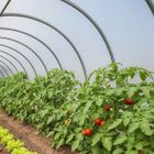 TECPLAST Bâche Serre 6x9 m 200SE - Film plastique transparent pour serre de jardin - Haute Performance - Made in France