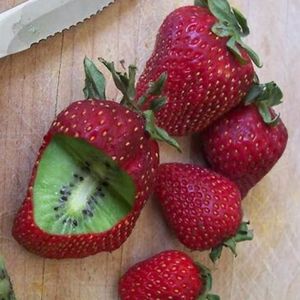 GRAINE - SEMENCE 500pcs graines de fraise kiwi