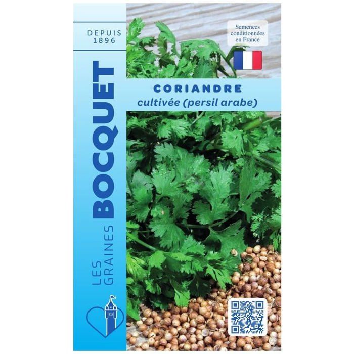 Graine - Semence - Coriandre cultivée