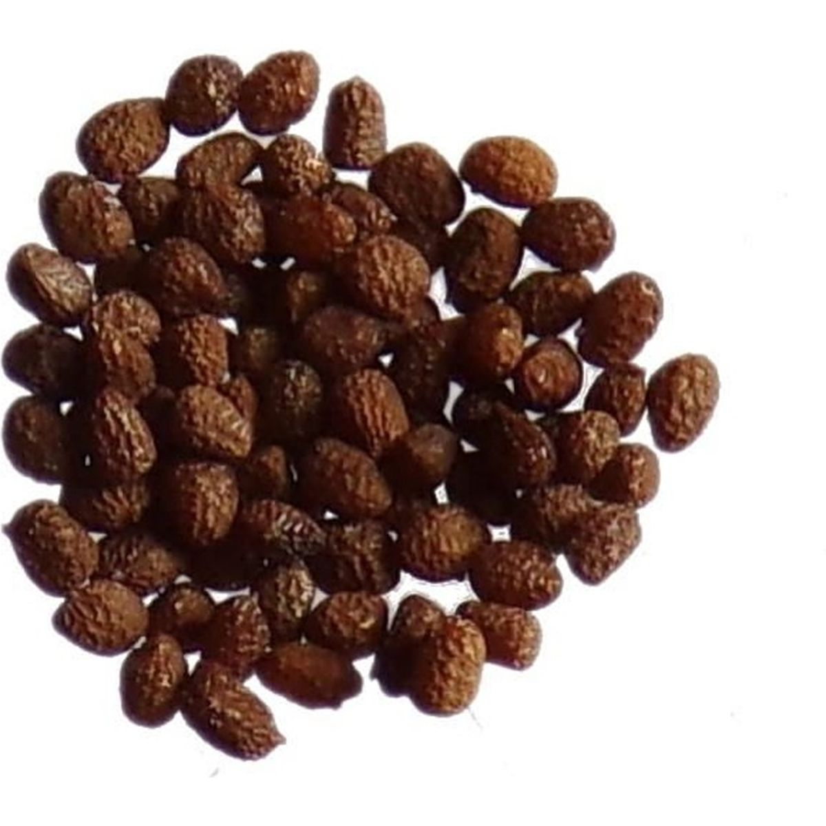 graine de tabac cdiscount