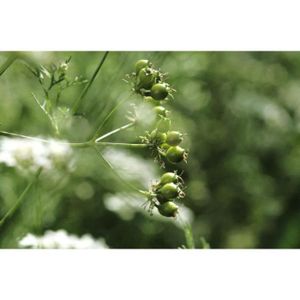 GRAINE - SEMENCE 300 Graines de Coriandre plantes aromatique jardins fleurs legumes méthode BIO