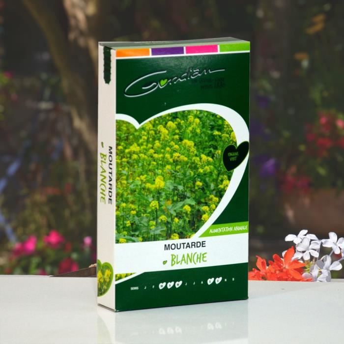 Graines de moutarde blanche. Engrais vert, 500 g.