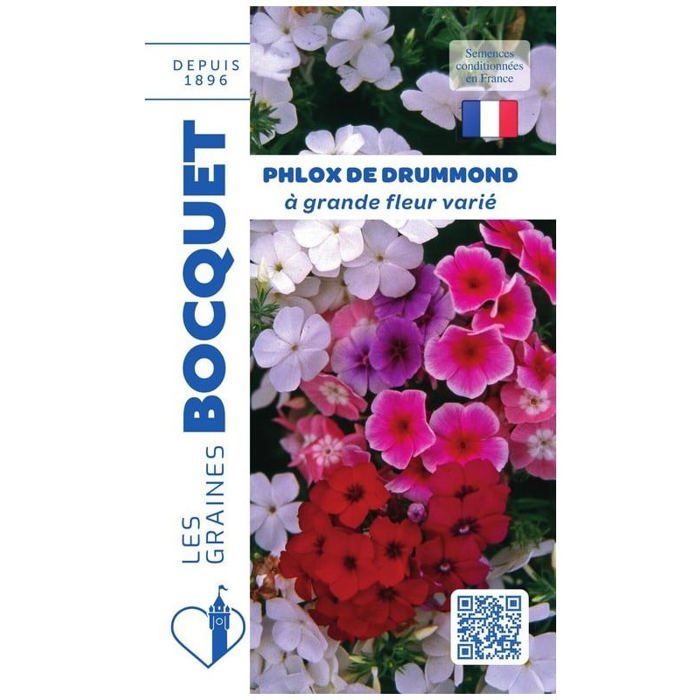 Graine - Semence - Phlox de Drummond varié