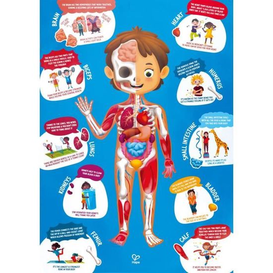 Puzzle du corps humain - HAPE - Anatomie éducative - 50 pièces - Affiche double face