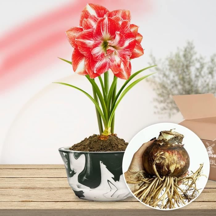 WEYE-Amaryllis Double Red-White bulbe, 1 bulbe grand format 26-30 ...