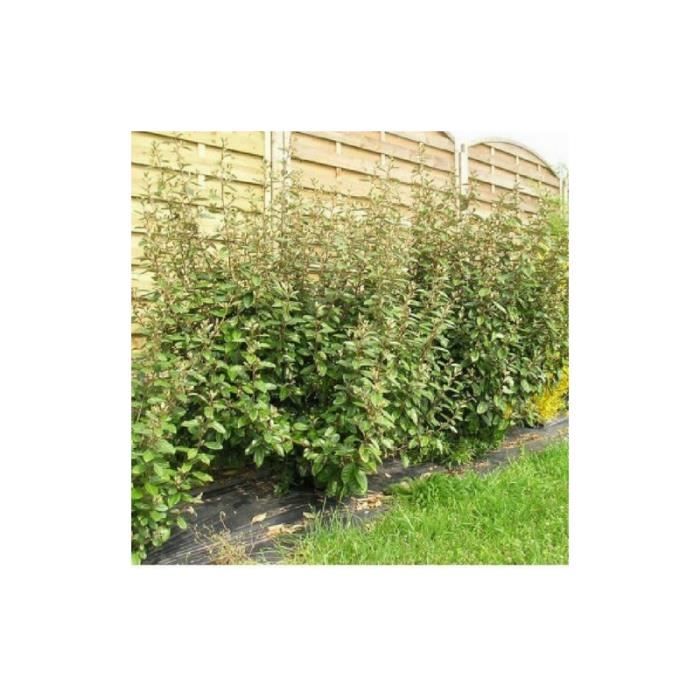 Elaeagnus S Sweet Perfume Overwhelms Starry Scales