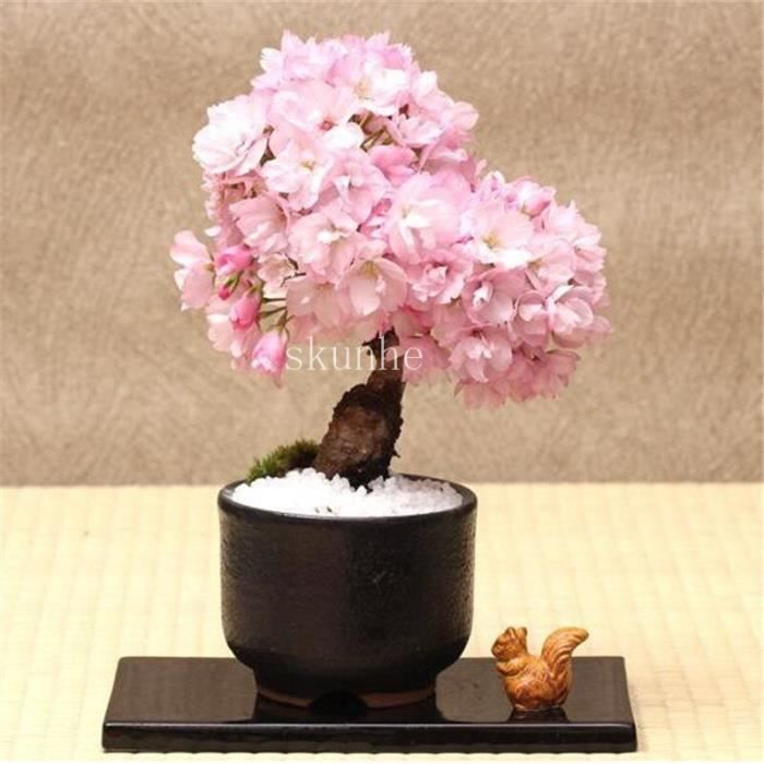 Version 1 - Bonsaï Japonais Sakura Bonsaï, Fleur De Cerisier Pour La Maison Et Le Jardin Pièces #95 #51
