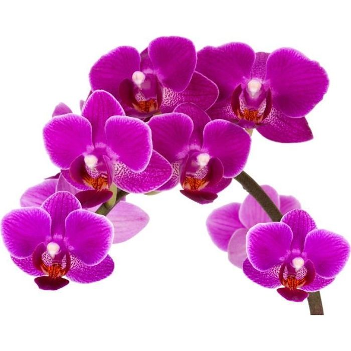 Stickers Fleur Orchidee Ref 1951 Dimensions 35x26cm Cdiscount Maison Stickers Fleur Orchidee Ref 1951 Dimensions 35x26cm Cdiscount Maison