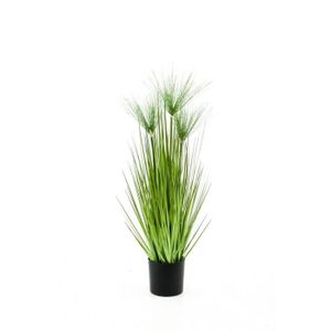 Cyperus Cdiscount
