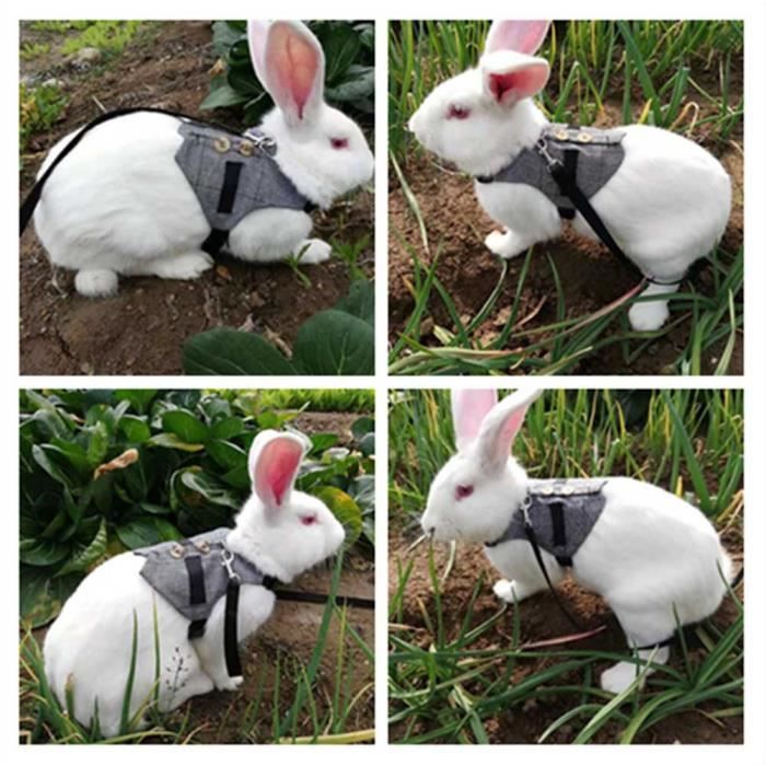 EBTOOLS laisse de lapin Harnais respirant en lapin doux avec laisse style gentleman (L)