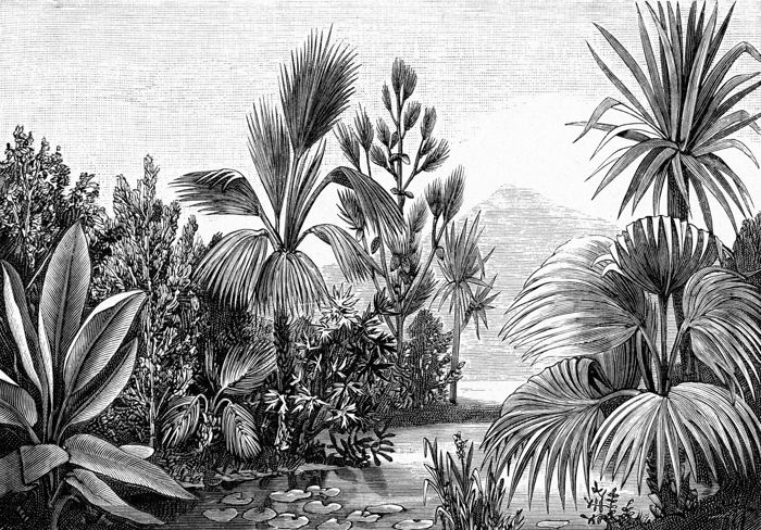 Papier peint panoramique paysage tropical noir et blanc - 4 x 2,79 m - 158953
