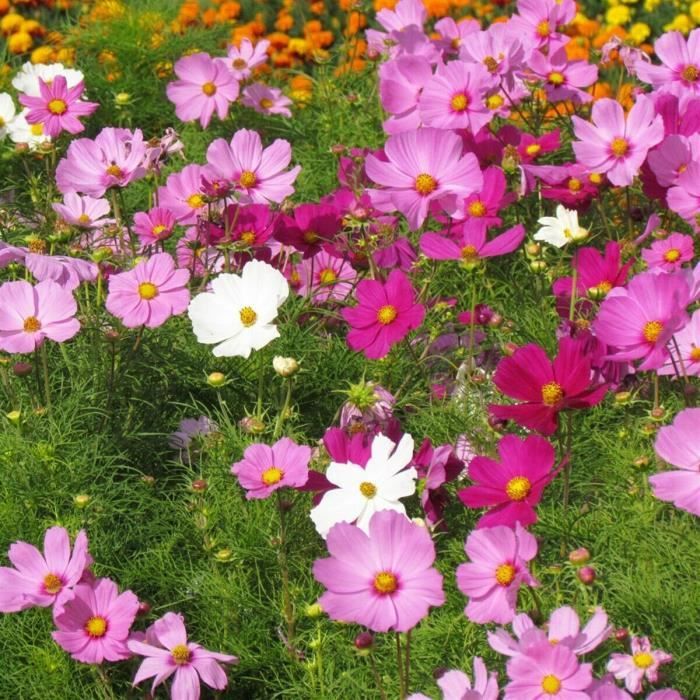 Graines de Cosmos Sensation Varié