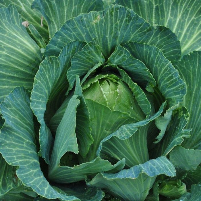 Graines de Chou cabus Quintal d'Alsace Vilmorin Cdiscount Jardin — free download