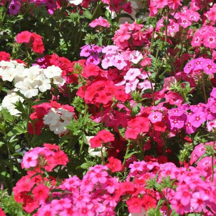 100Pcs Graines de fleurs-Couleurs vives et éclatantes - résistant à la chaleur et à la sécheresse - aménagement paysager