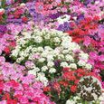 100Pcs Graines de fleurs-Couleurs vives et éclatantes - résistant à la chaleur et à la sécheresse - aménagement paysager-3