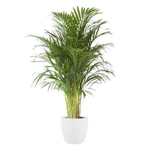PLANTE POUSSÉE Plante d'intérieur – Palmiste multipliant en pot de fleur blanc comme un ensemble – Hauteur: 110 cm XD64