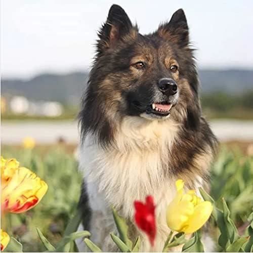 Kit De Broderie Diamant 5D À Faire Soi-Même,Jack Russell Terrier Animal