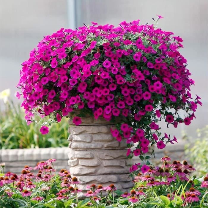 Graines De Pétunia - Sachet 2100-2400 Graines - Bio, Sans OGM - Facile à Cultiver En Pot Ou Jardin