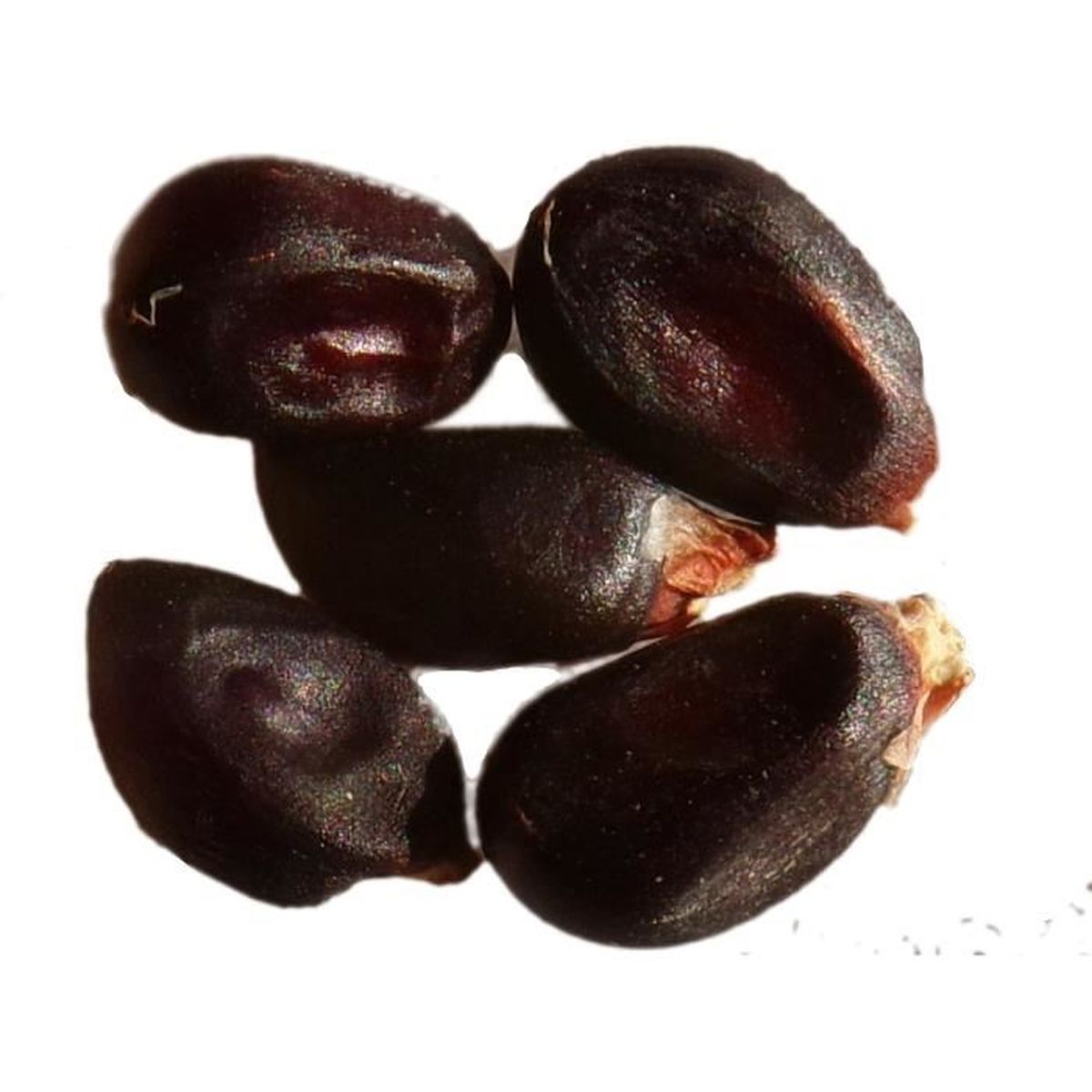 Mais A Tortilla Noir 13 Graines Zea Mais Black Tortilla Corn Sem09 Achat Vente Graine Semence Mais A Tortilla Noir 13 G Cdiscount