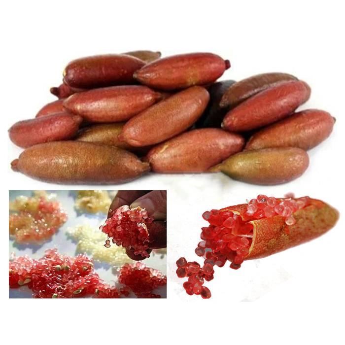 20Pcs Graines de jardin de FINGER LIME