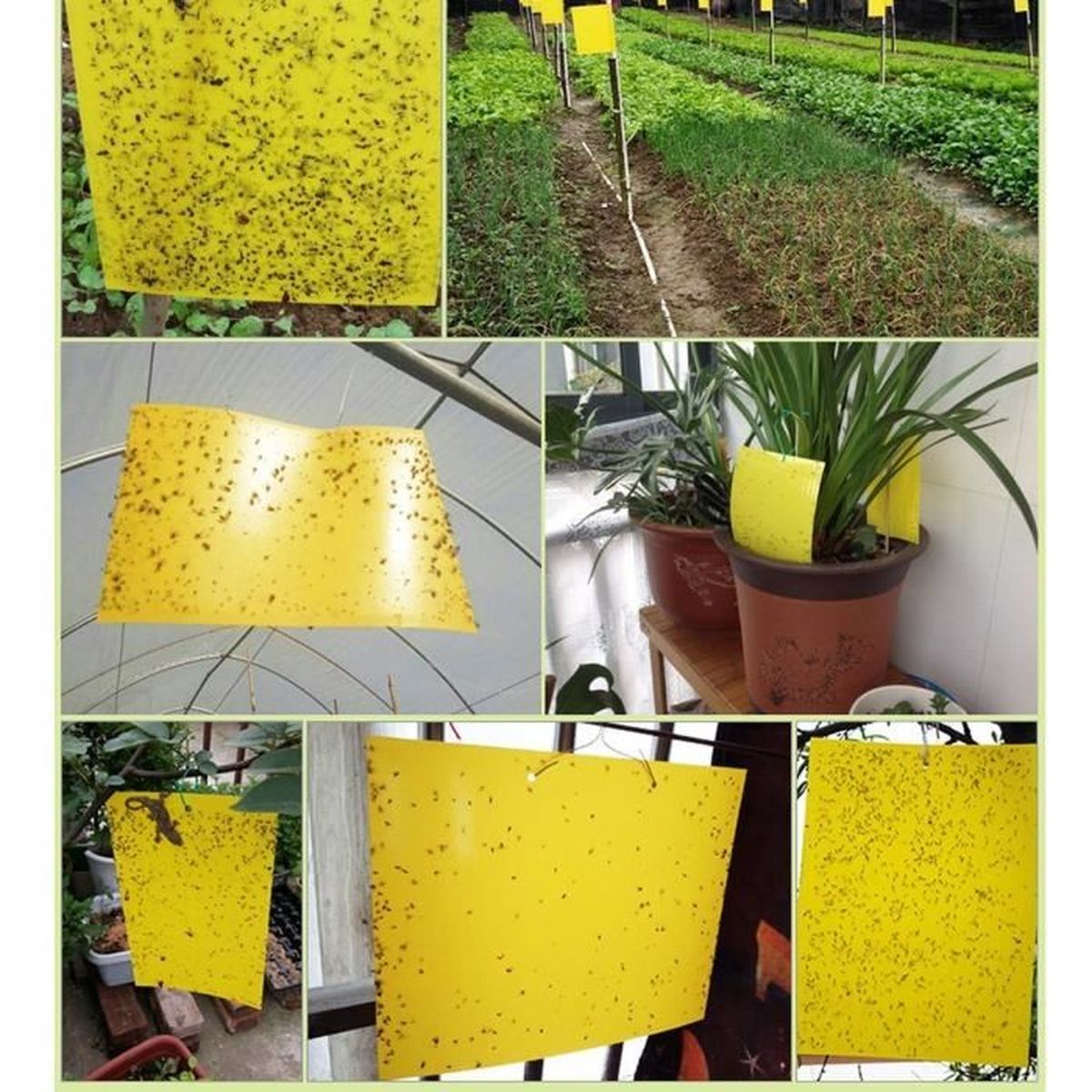 Lot de 30 recto-verso jaune Pièges collants pour Flying Plante Insecte 