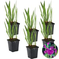 6x Iris 'Kaempferi' - Iris japonais - Plante de bassin - Rustique - D9 cm - H20-30 cm