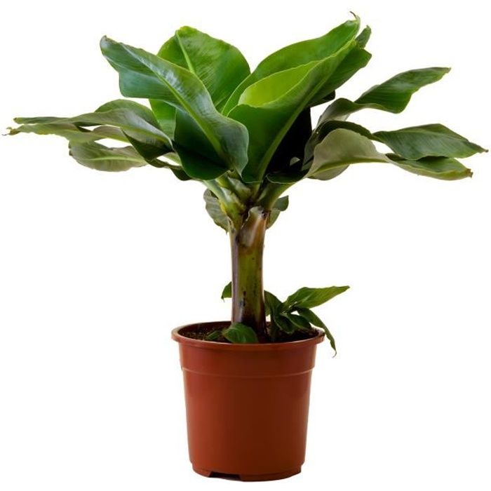 Musa ingens | Bananier | Plante vivace verte | Plante d'intérieur | Hauteur 80 cm | Pot 27 cm | Entretien facile