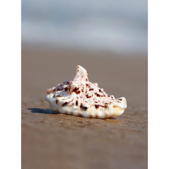 Coquillage Conque Naturel Géant - Décoration Plage, Aquarium, Mariage, Décoration Maison