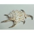Coquillage décoratif de collection Lambis Harpago rugosa chiragra arthritica 130mm -1