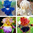 50Pcs Iris Germanica Graines de fleurs naturelles vivaces viables pour balcon 1-0