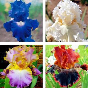 GRAINE - SEMENCE 50Pcs Iris Germanica Graines de fleurs naturelles vivaces viables pour balcon 1