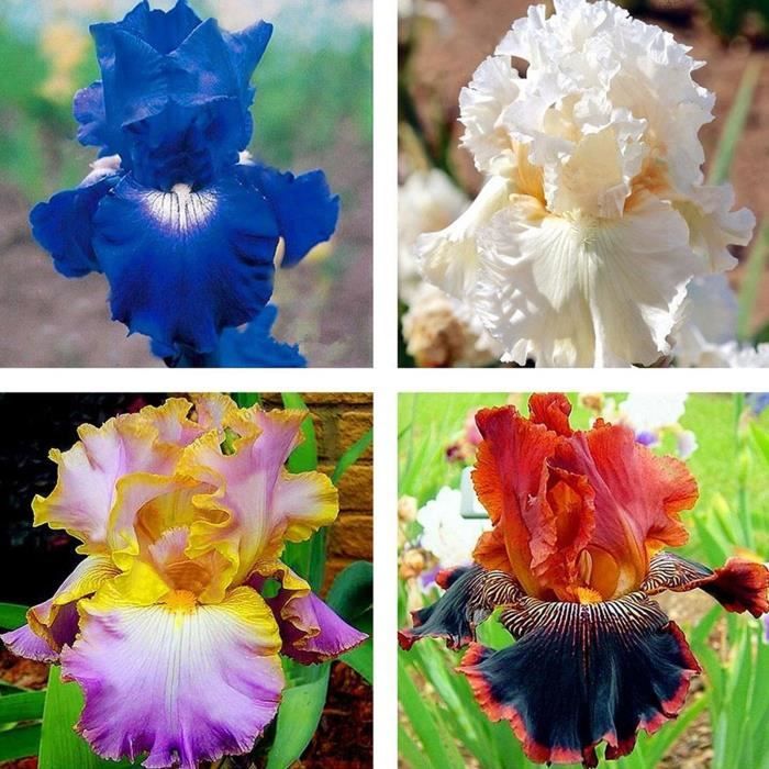 50Pcs Iris Germanica Graines de fleurs naturelles vivaces viables pour balcon 1