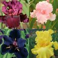 50Pcs Iris Germanica Graines de fleurs naturelles vivaces viables pour balcon 1-2