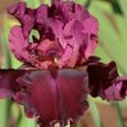 50Pcs Iris Germanica Graines de fleurs naturelles vivaces viables pour balcon 1-3