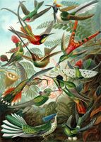 papier peint panoramique oiseaux vert jungle tropicale - 2 x 2,79 m - 158954