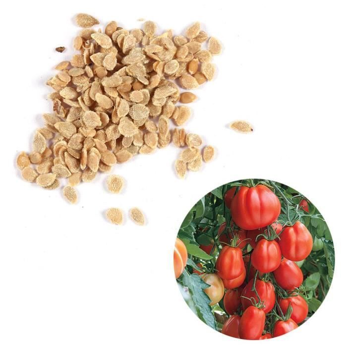 100 PCS Tomate Légumes Graines Cdiscount Jardin