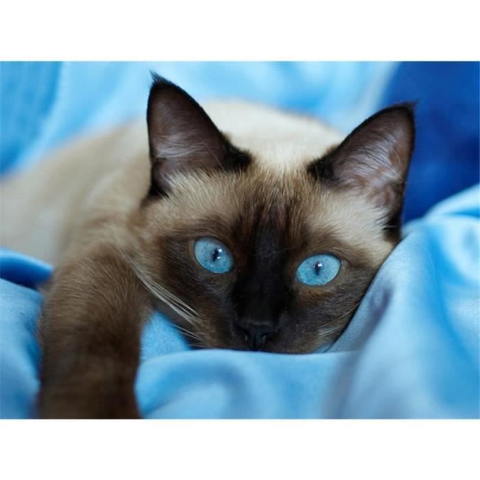 5d Diamant Peinture Kit Aux Yeux Bleus Chat Gris 40 30 Diy Cristaux Diamant De Strass Peinture Collez Le Peinture Uu Cdiscount Maison 5d Diamant Peinture Kit Aux Yeux Bleus Chat Gris 40 30 Diy Cristaux Diamant De Strass Peinture Collez Le Peinture Uu Cdiscount Maison