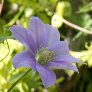 PLANTE POUSSÉE Clématite Bernardine™ 'Evipo061' - BELLEVUE DISTRIBUTION - Pot de 1,5L - Floraison bleu tendre - Grimpante