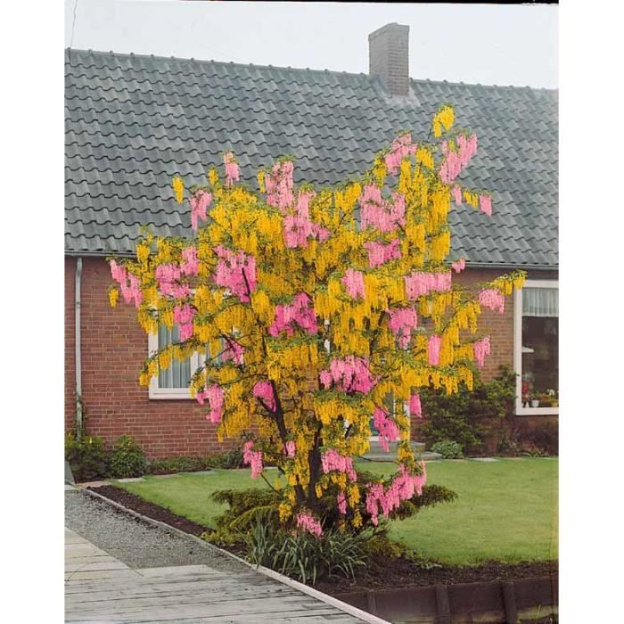 Touch Of Class Plants Product Catalogue 2020 2021 By Touch Of