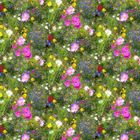 BONA REVA Toile cirée au mètre - Largeur 140 cm - Champ fleuri