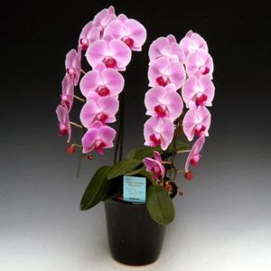 GRAINE - SEMENCE 100PCS Phalaenopsis Graines Orchidée Graines Bonsaï Fleur Graines Pour La Maison Garden-Pink