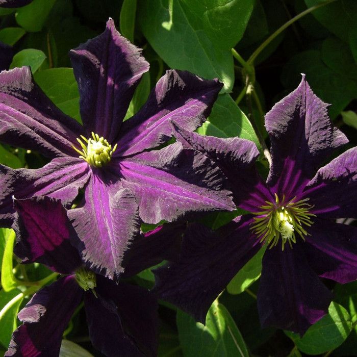 Plante A Fleurs Pourpres 7 Lettresnull