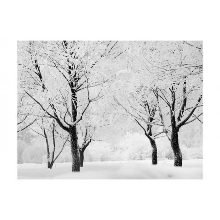 Mesure 300x231 Style Papier Peint Arbres Hiver Paysage Foret Nature Feuilles Paysage Cdiscount Bricolage Mesure 300x231 Style Papier Peint Arbres Hiver Paysage Foret Nature Feuilles Paysage Cdiscount Bricolage