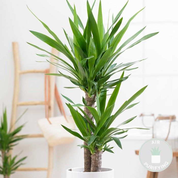 Yucca Elephantipes (Giglio Delle Palme) Bloomique | Pianta Da Interno Alta 30-40 Cm | Vaso 12 Cm | Purifica L'Aria E Facile Da Curare